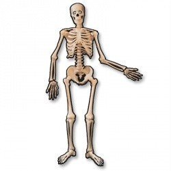 Баннер Скелет подвижный полтора метра